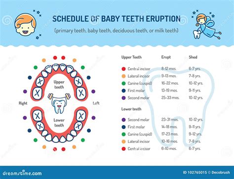 Schedule Of Baby Teeth Eruption Primary Teeth Deciduous Teeth