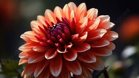 Beautiful Dahlia Flowers Wallpaper Hd Background Picture Of A