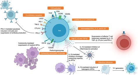 Frontiers Type 1 Regulatory T Cell Mediated Tolerance In Health And