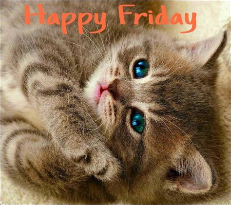 Happy Friday Cat