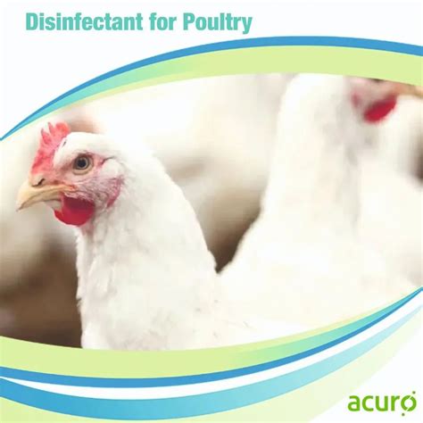 Disinfectant For Poultry At Rs 190 Bottle BIOCIDES Oxidizing In