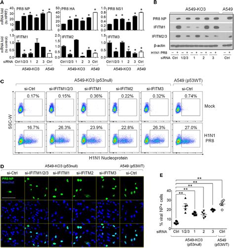 Knockdown Of Interferon Induced Transmembrane Proteins Ifitms In Download Scientific