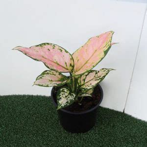 Aglaonema Assorted Mm The Jungle Collective