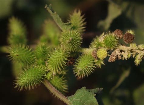 Abrojo Plantas Y Polinizadores De San Gabriel Chilac Inaturalist