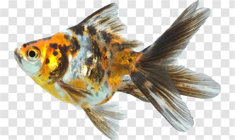 Goldfish Koi Feeder Fish Fin Organism Transparent PNG