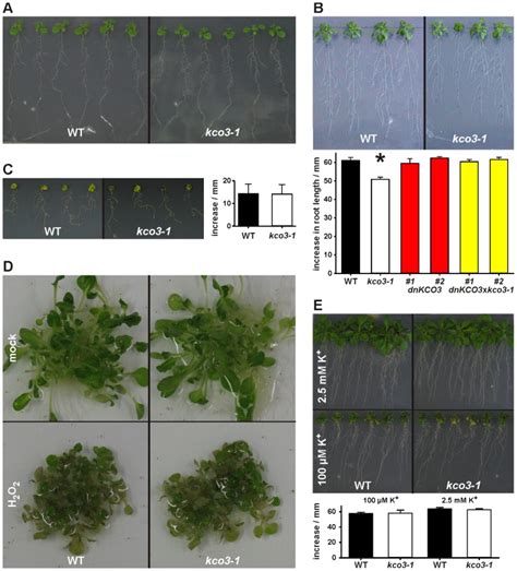 Phenotypic Analysis Of Kco3 1 A Growth On MS Medium Supplemented