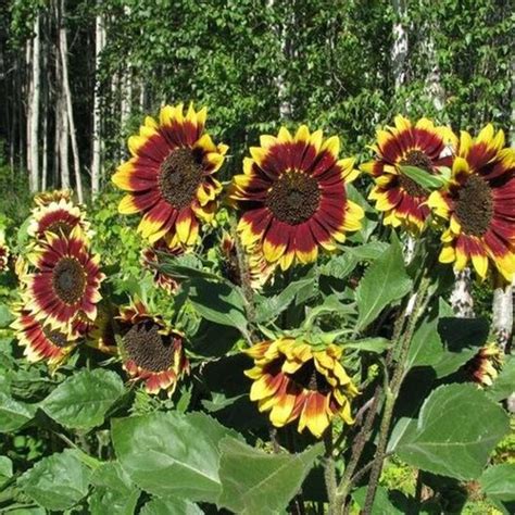 Usa Seller Floristan Sunflower 10 Seeds Heirloom Helianthus Etsy