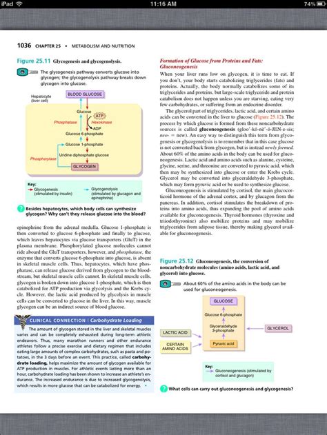 Principles Of Anatomy And Physiology Chapter 25 Metabolism And