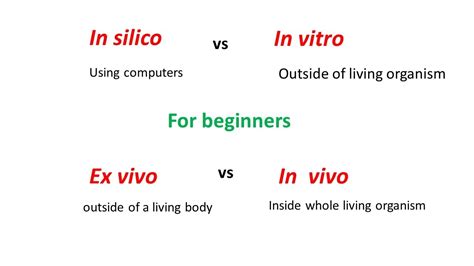 In Silico Vs In Vitro Vs Ex Vivo Vs In Vivo Experiments Youtube