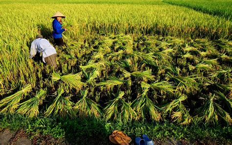 3 Most Spectacular Rice Fields In Northern Vietnam By May Indochina