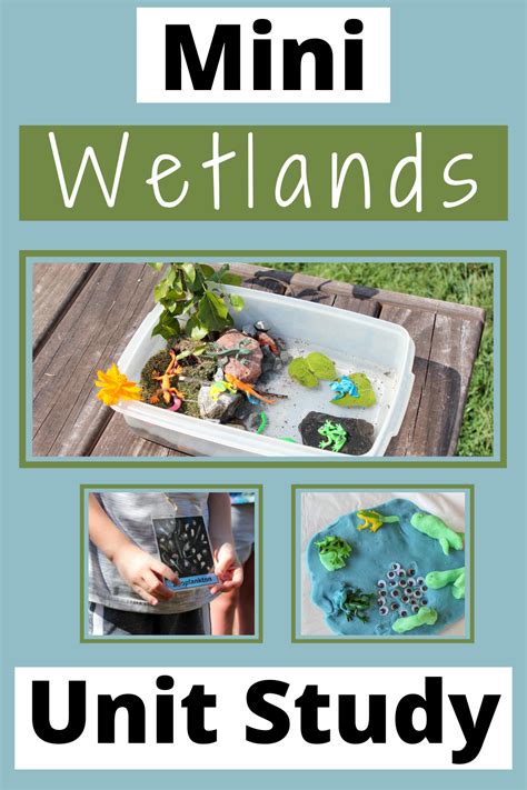 Mini Wetlands Unit Study Artofit