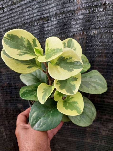 Peperomia Obtusifolia Variegated 53214 Furniture And Home Living