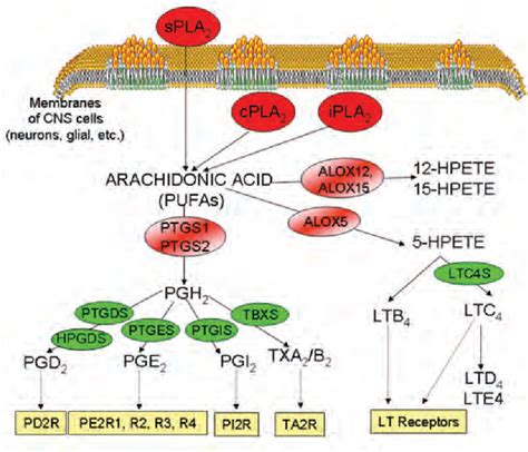 Figure 1 From Absolute Quantification Of Eicosanoid Pathway Proteins