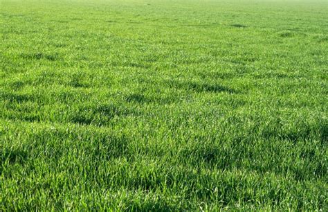 Green Grass Field Stock Image Image Of Outdoor Country 2807003