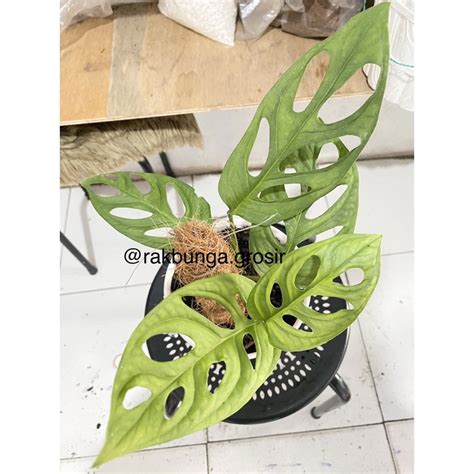 Jual Tanaman Monstera Obliqua Janda Bolong Shopee Indonesia