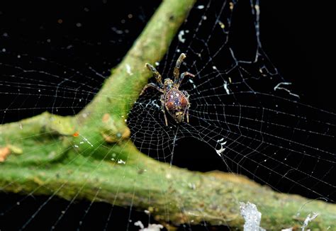 How Do Spiders Make Webs The Spider Blog