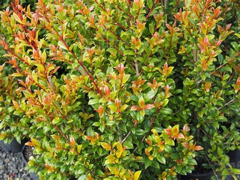 Syzygium Australe Select Form Diacos Garden Nursery And Garden Centre