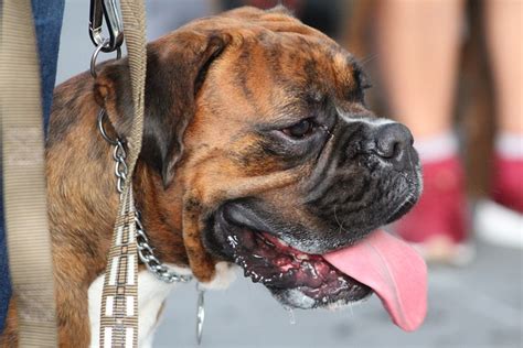 Why Do Dogs Always Stick Their Tongues Out? The Surprising Answer - Dog Care Learning