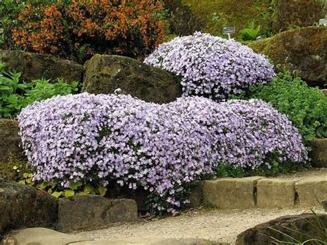 Floks Szydlasty Emerald Cushion Blue Phlox Subulata Lavender Flowers