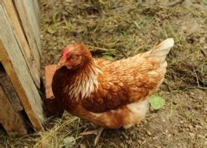 Lohmann Brown Chicken: Breed Profile - The Happy Chicken Coop