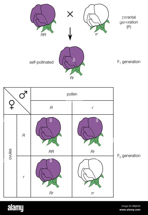 Mendel's law of segregation cross of a purple-flowered and a white ...