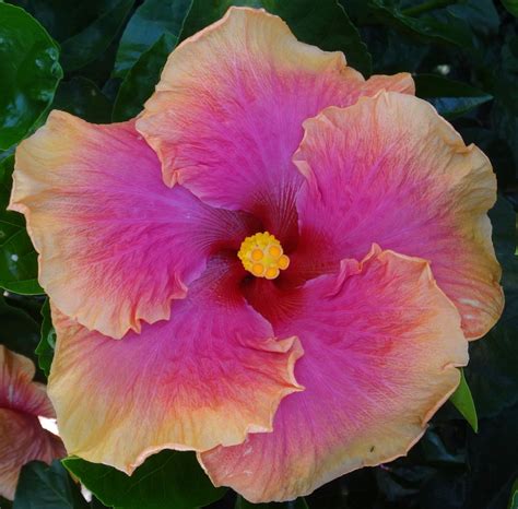 About Southern California Hibiscus Society