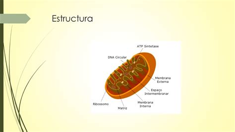 Mitocondrias Estructura Y Funciones Estructura Ppt Descargar