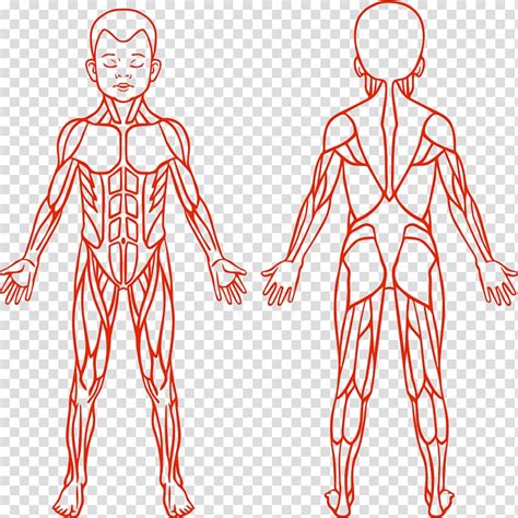 Male Muscular System Illustration Png Image Transparent Png Clip