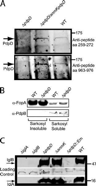 Immunoblot Analysis Of PdpD Mutants A Immunoblots Developed With