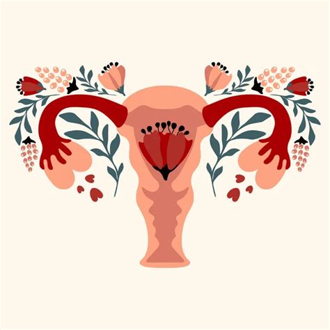 Human Uterus Illustration Images Vectorielles Human Uterus Illustration Vecteurs Libres De