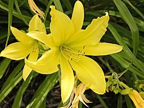 Hemerocallis Hyperion Daylily Fans In A Pot Etsy