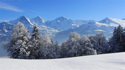 Sfondi Svizzera Picea Natura Inverno Montagne Stagione X