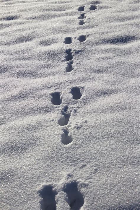 Rabbit tracks in the snow stock image. Image of animal - 207575123