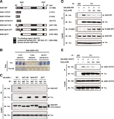 Identification Of Trx Binding Region Of Ask A Schematic