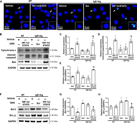 Figure 4 From The Decoy Oligodeoxynucleotide Against Hif 1α And Stat5