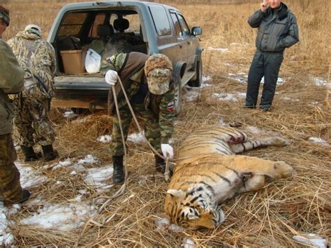 Задержаны члены преступной группы, убивавшие амурских тигров - Новости ...