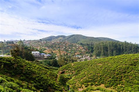 Tea Plantations Nuwara Eliya Stock Photo Download Image Now
