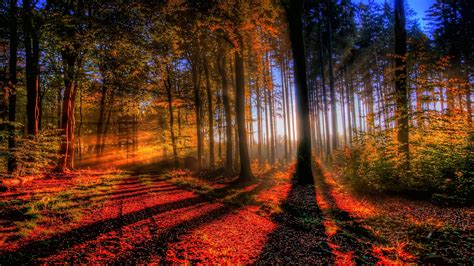 Wallpaper Sunlight Trees Landscape Forest Nature Evening