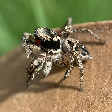 Adult Male Habronattus Coecatus Habronattus Coecatus Bugguide Net