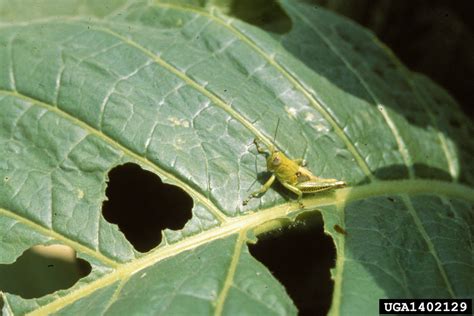 Grasshoppers Order Orthoptera