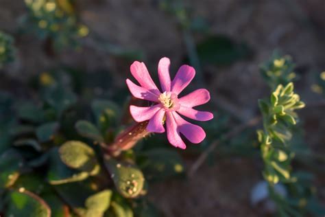 Fleur Formentera Molinet Photo Gratuite Sur Pixabay Pixabay