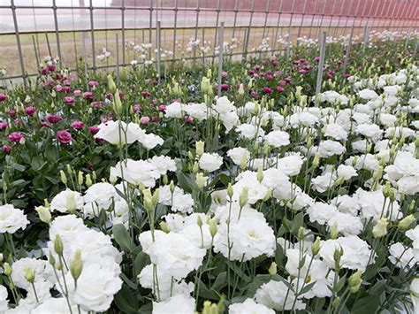 【福島県浪江町】「花のまち なみえ」を目指して、花卉研究会も発足。高品質な花卉栽培での盛り上がりを目指す！ 相双就農ポータルサイト