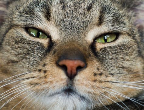 Cat S Face Close Up Copyright Free Photo By M Vorel LibreShot