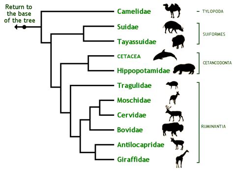 Is Cetacea included within Artiodactyla? : r/evolution