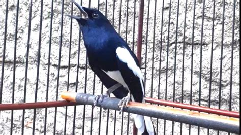 Burung Kacer Gacor Ngeplong Dijamin Jos Buat Pancingan Kacer Kamu Yg