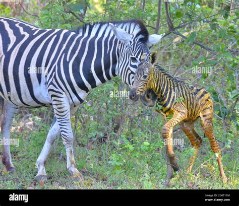 Newborn Baby Zebra Life Cycle