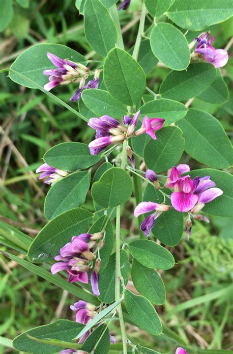 Shrub Lespedeza Invasive Plants Of Maryland Inaturalist