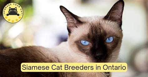 Top 8 Siamese Cat Breeders Ontario | Kittens & Cats for Sale