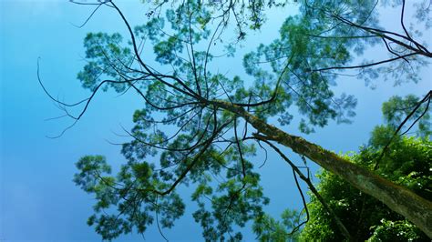 Fotos gratis árbol bosque rama planta cielo luz de sol hoja