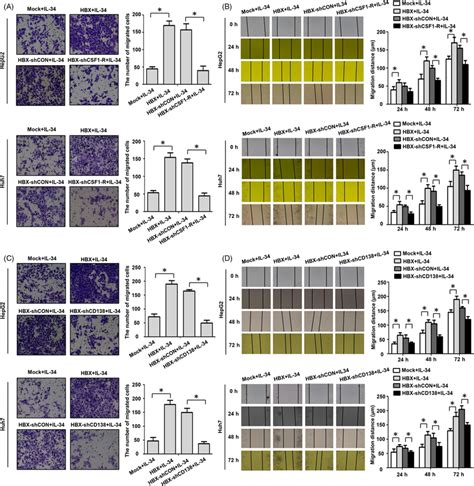 Il‐34 Promotes The Migration Of Hbx‐positive Hcc Cells Via Csf1‐r And